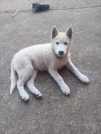 Husky chiaro, 3 mesi, ritiro veloce