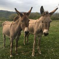 ASINE amiatine romagnole