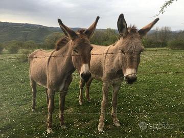 ASINE amiatine romagnole