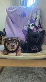 Disponibile per monte mini chihuahua nero 