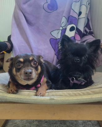 Disponibile per monte mini chihuahua nero 