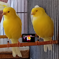 Disponibili canarini