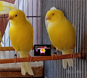 Disponibili canarini