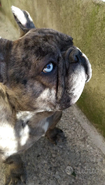 Bulldog Francese