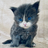 Cucciolo maine coon occhi blu con pedigree