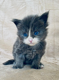 Cucciolo maine coon occhi blu con pedigree