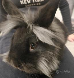 Conigli nani di 3 mesi