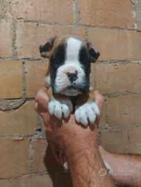 Cuccioli boxer