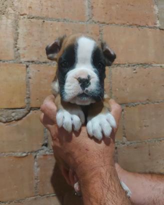 Cuccioli boxer