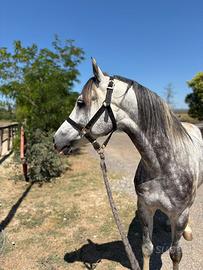 Cavallo Quabar