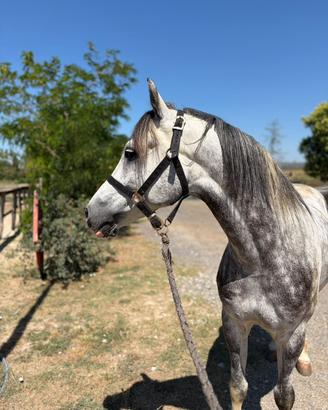 Cavallo Quabar