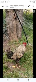 Gallo
