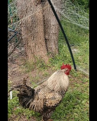 Gallo