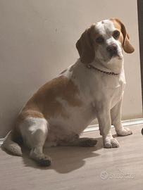 Disponibile per monta
