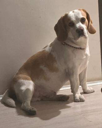 Disponibile per monta