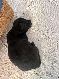 Cucciolo di cane