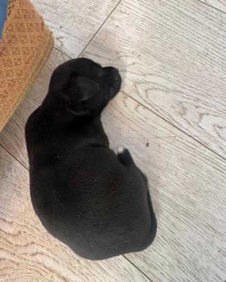 Cucciolo di cane