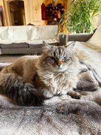 Gatto Siberiano disponibile per monta