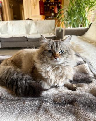 Gatto Siberiano disponibile per monta