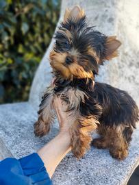 Disponibili cuccioli di yorkshire terrier