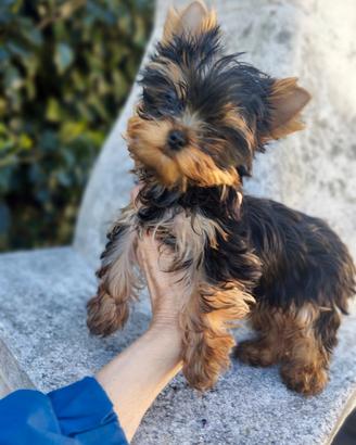 Disponibili cuccioli di yorkshire terrier
