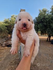 Cucciolo Pastore Maremmano