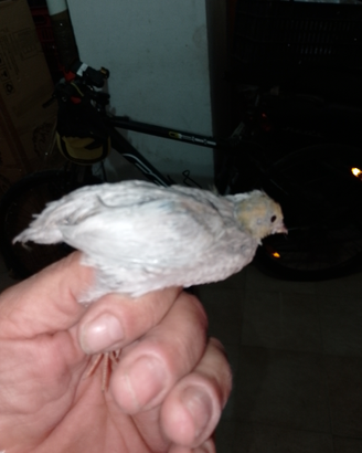 Quaglie cinese