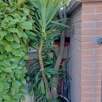 SOLO X ESTERNO IN VASO GRANDE YUCCA ALTE 