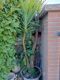 SOLO X ESTERNO IN VASO GRANDE YUCCA ALTE 