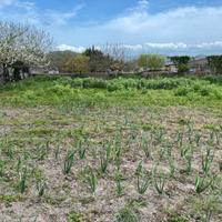 Terreno loc. "caghetttu" Mogoro