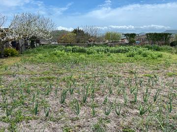 Terreno loc. "caghetttu" Mogoro