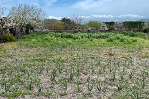 Terreno loc. "caghetttu" Mogoro
