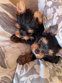 Yorky toy