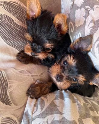 Yorky toy