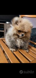 Spitz di Pomerania nano