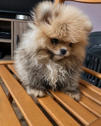 Spitz di Pomerania nano