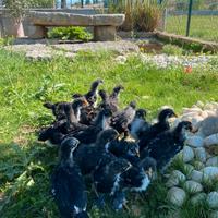 Galline Marans nero ramato