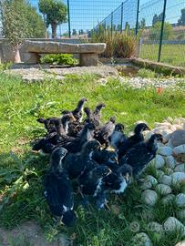 Galline Marans nero ramato