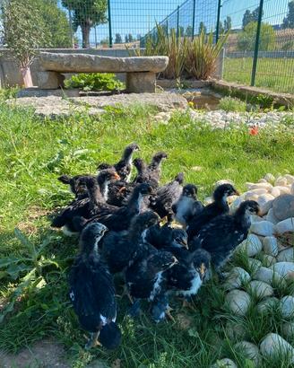 Galline Marans nero ramato