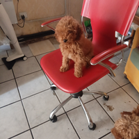 Barboncini mini Toy colore Red