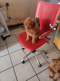 Barboncini mini Toy colore Red