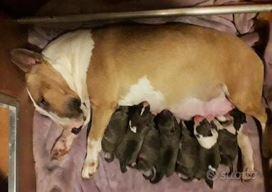 Bull terrier miniature