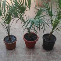 Palma nana chamaerops humilis 