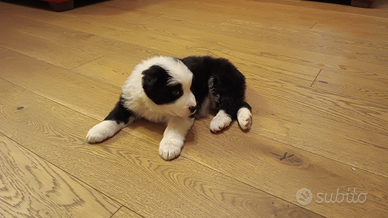 Border Collie, cucciolo