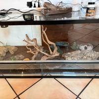 Gechi leopardini coppia e teca