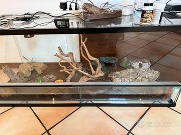 Gechi leopardini coppia e teca