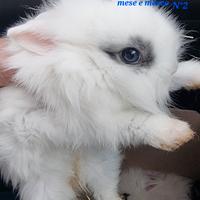 Cuccioli di coniglio nano e ariete nano leggi