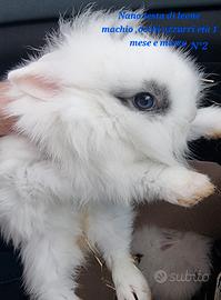 Cuccioli di coniglio nano e ariete nano leggi