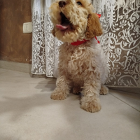 Ultimo cucciolo lagotto romagnolo