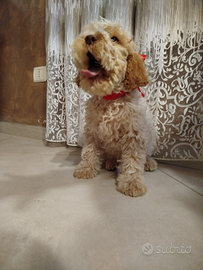 Ultimo cucciolo lagotto romagnolo